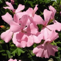 Marcada® Pink
